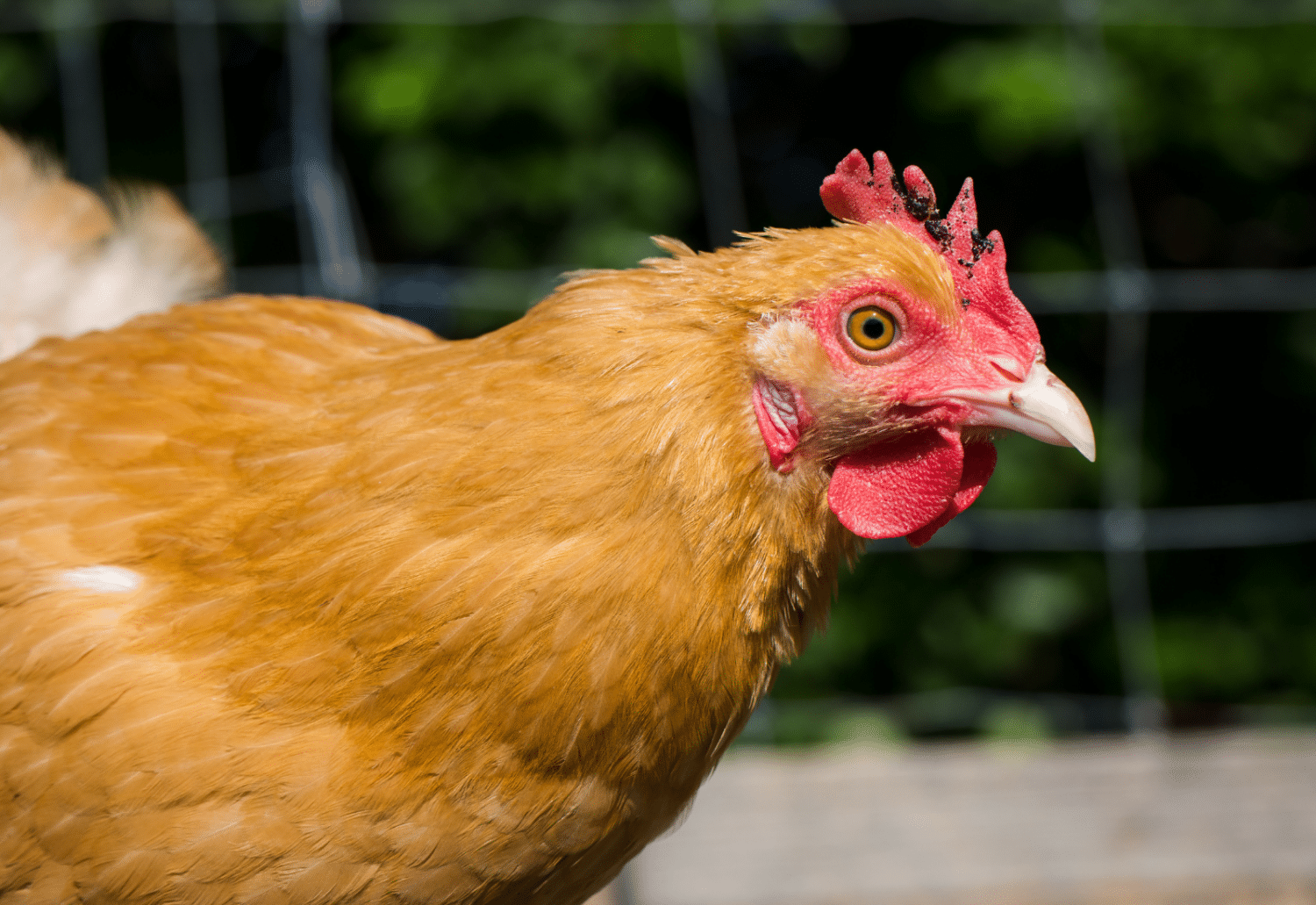 buff orpington laying chickens the most friendly around children
