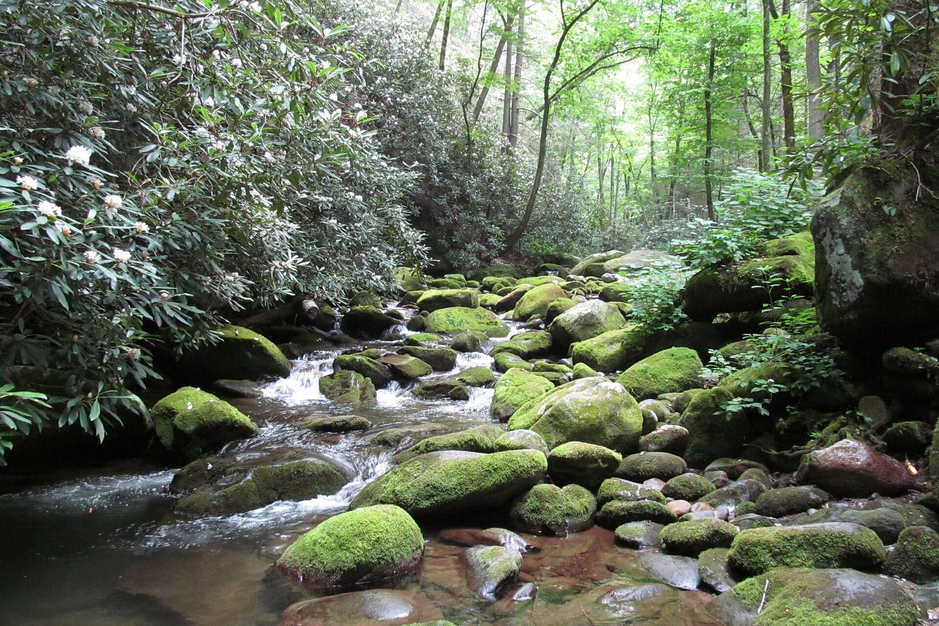 cabin vacations great smoky mountains