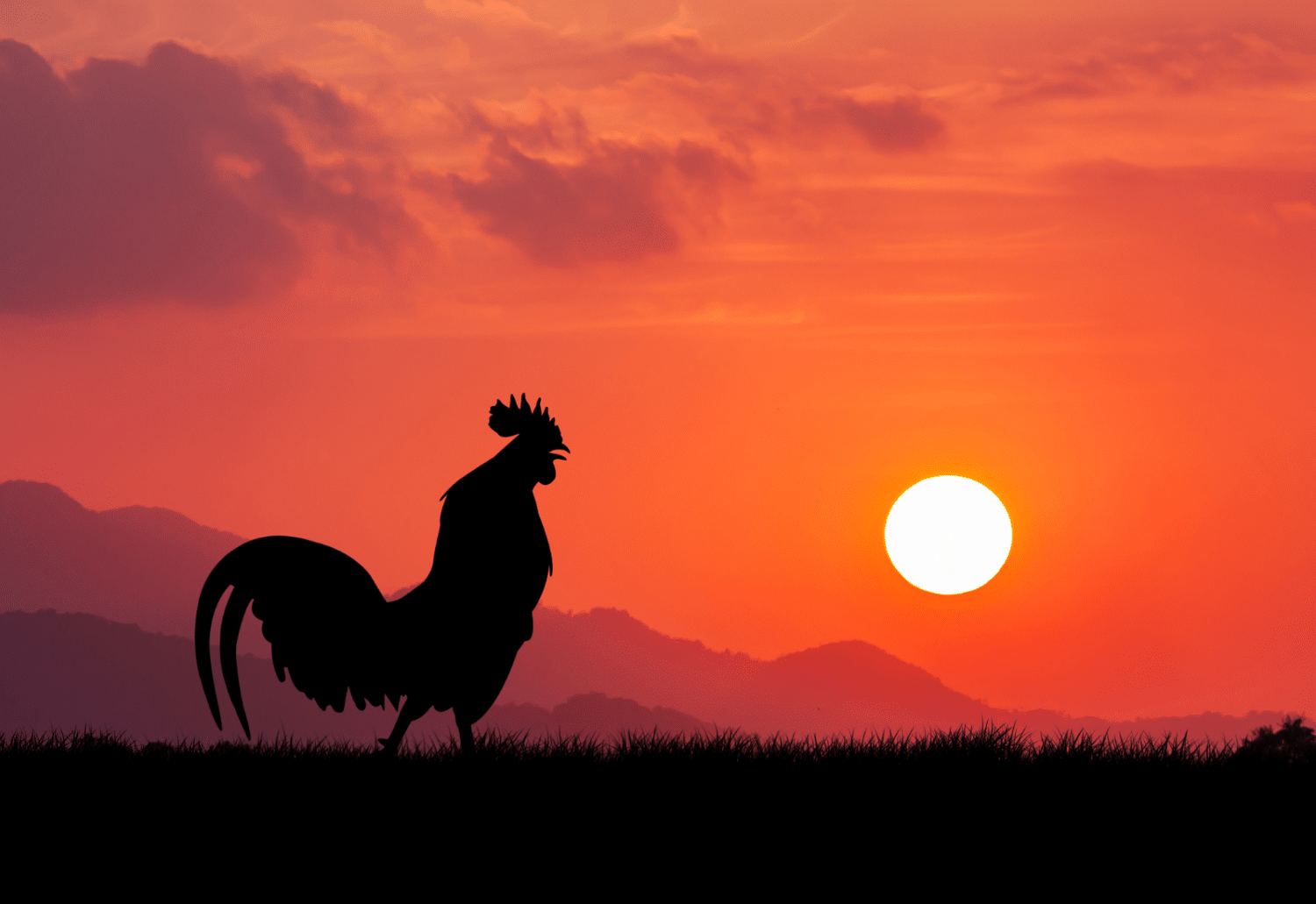 do i need a rooster with my laying chickens