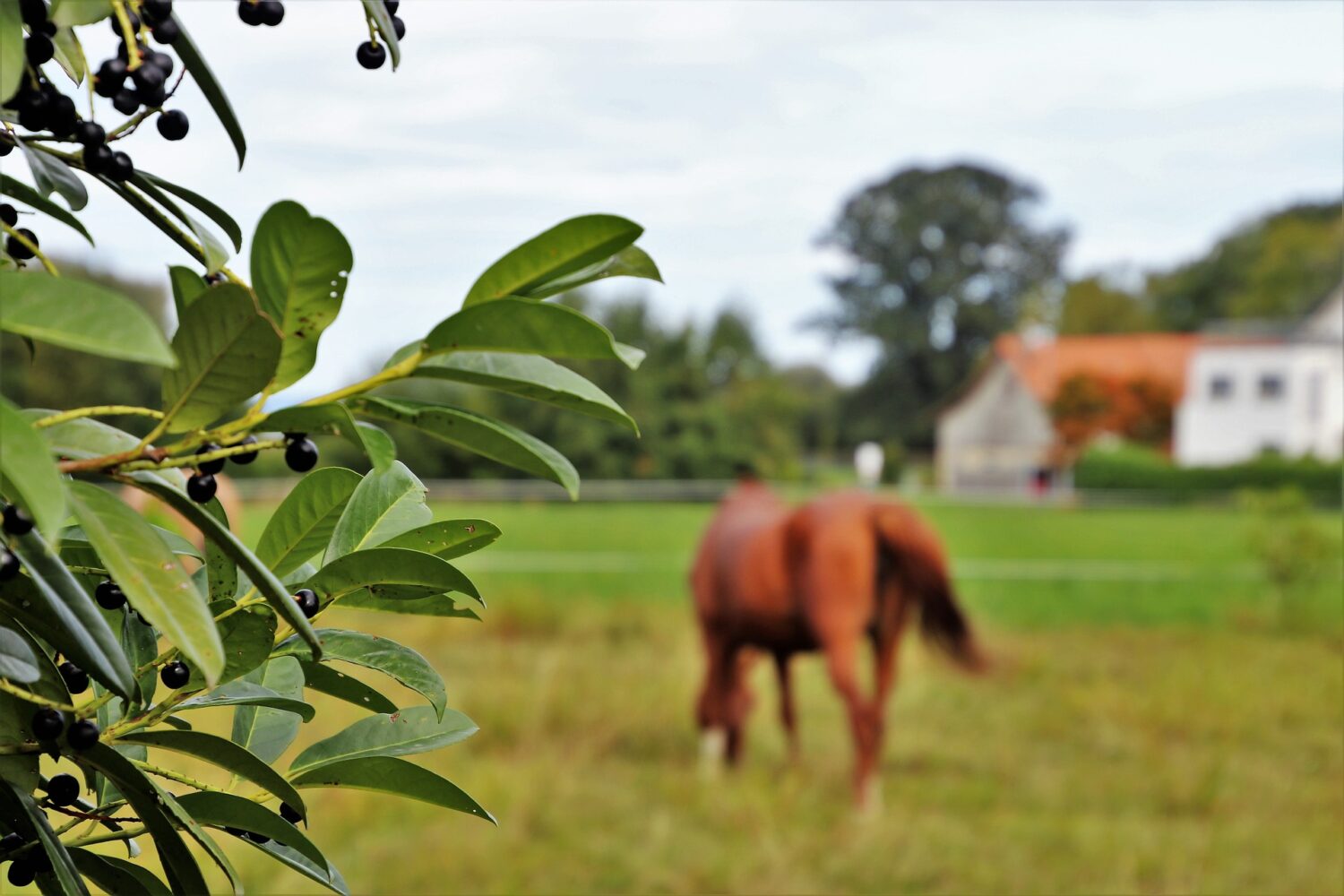 horse run in shed by barn