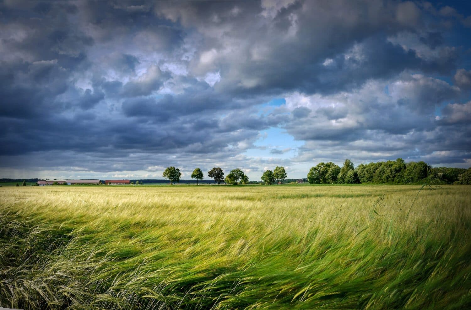 horse run in shed clouds in field