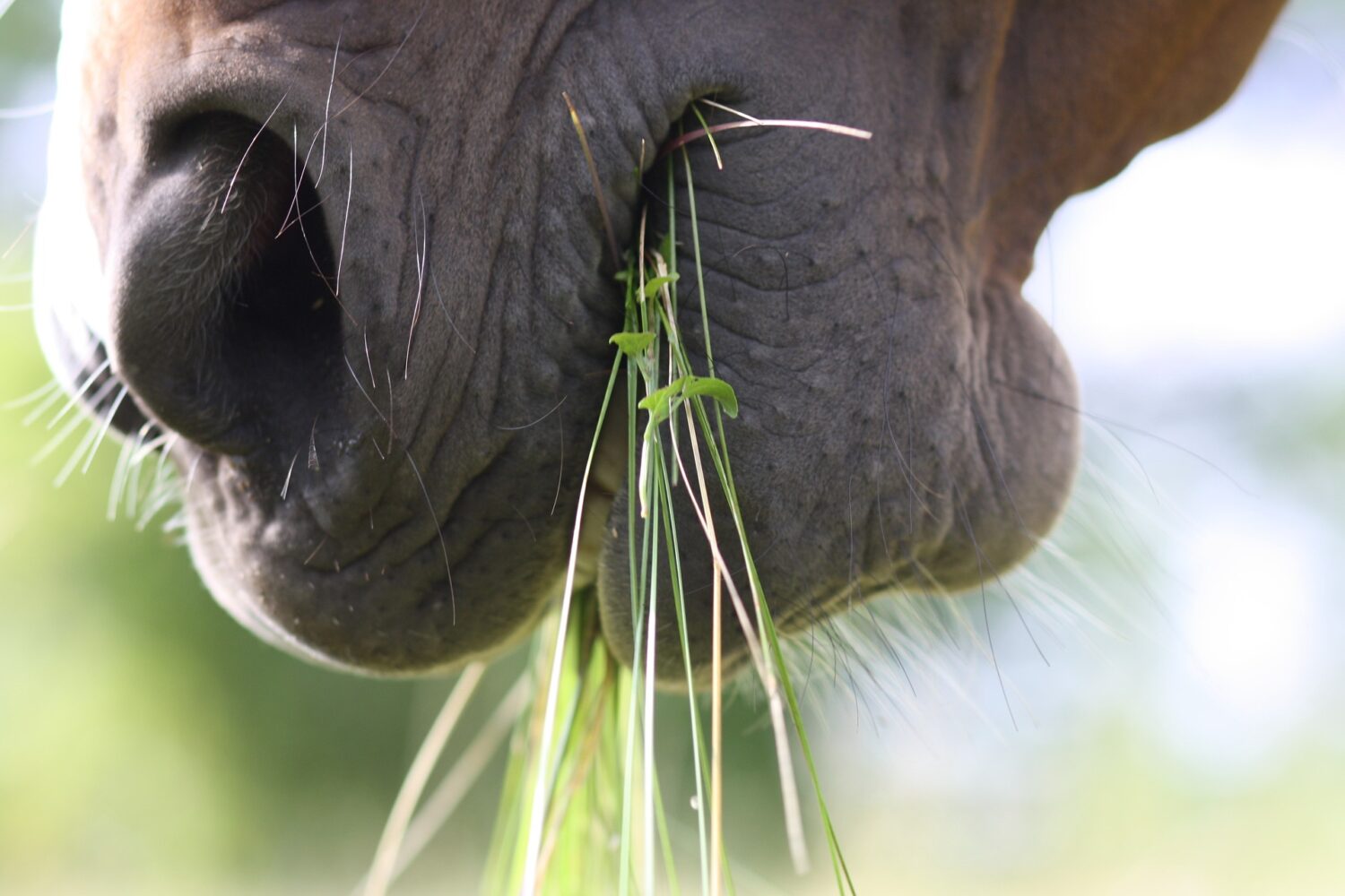 horse run in shed eating grass