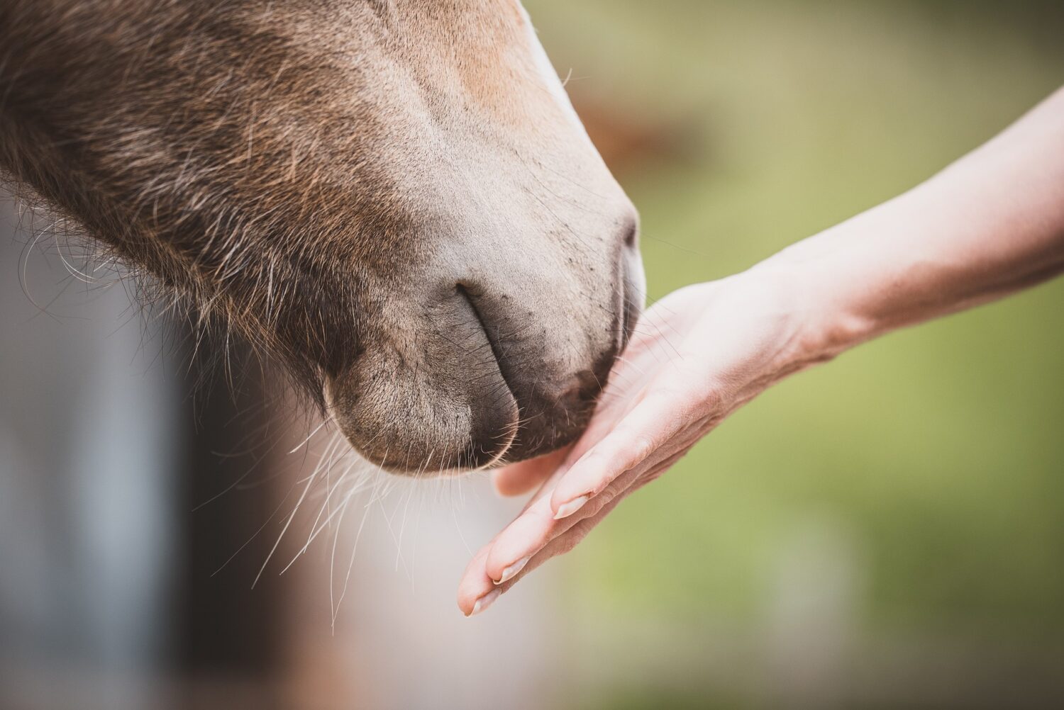 horse run in shed hand