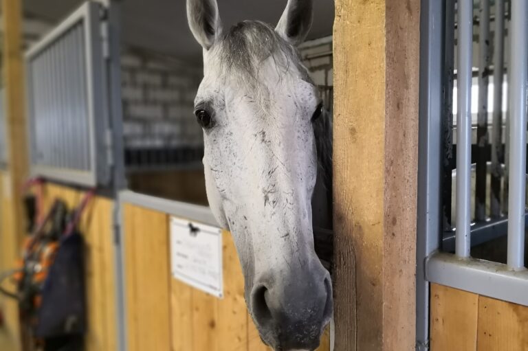 horse run in shed horse in stall