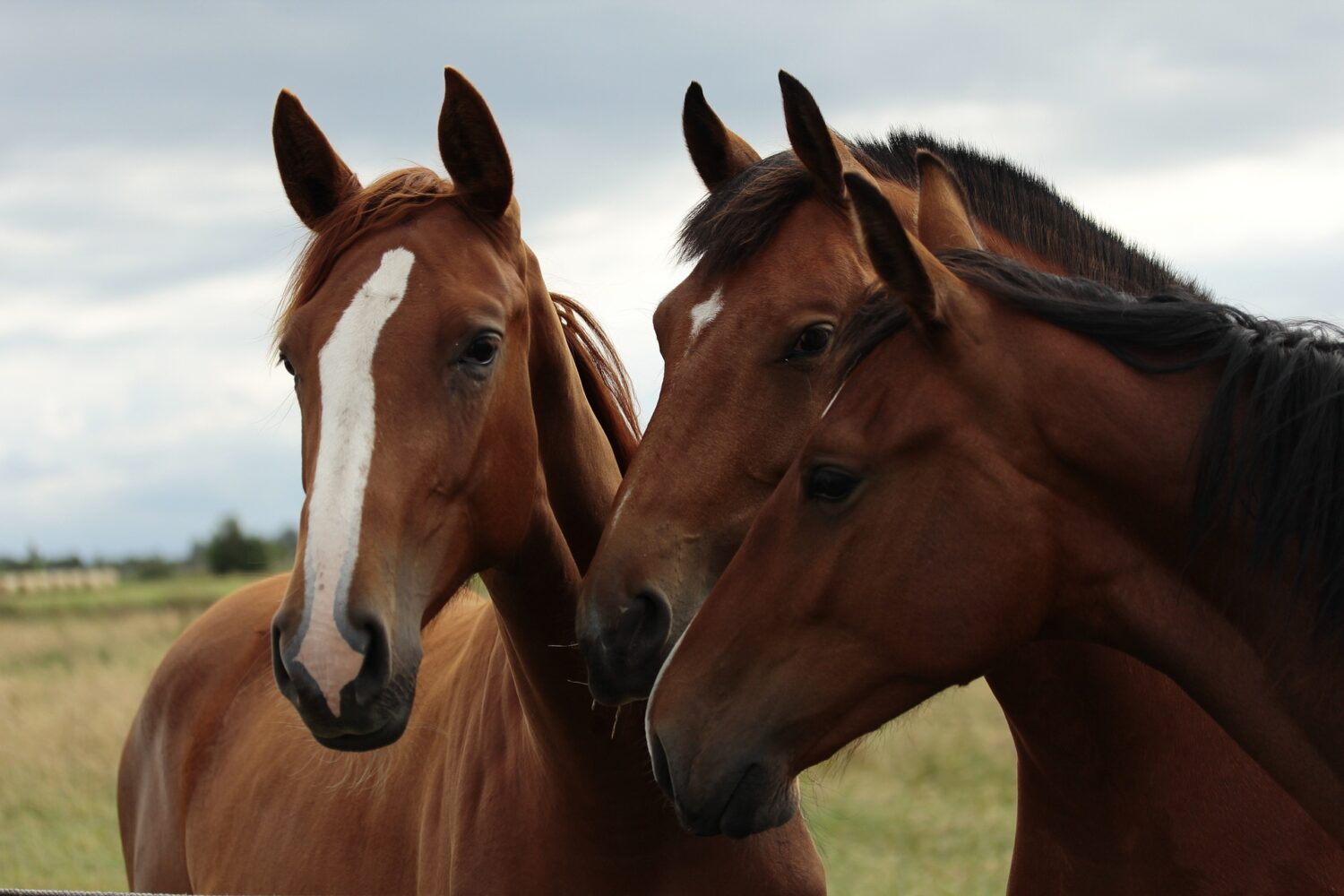 horse run in shed horses