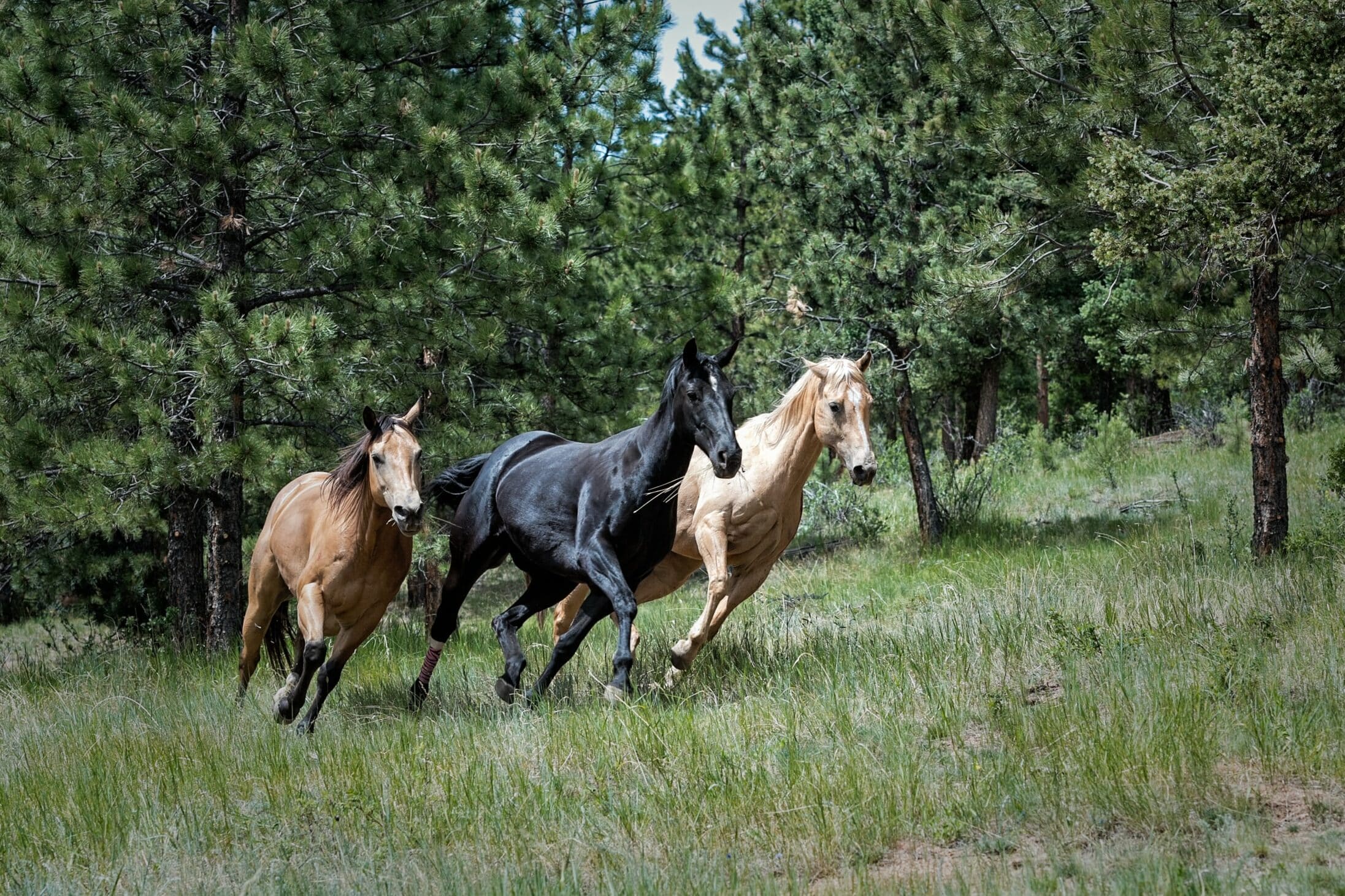 horse run in shed horses running