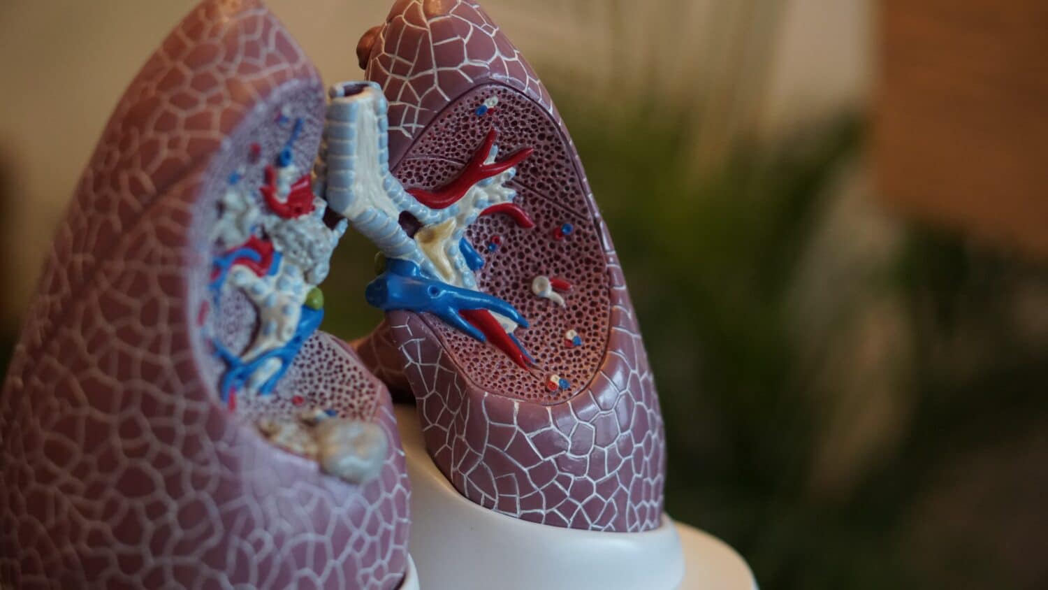 horse run in shed lungs