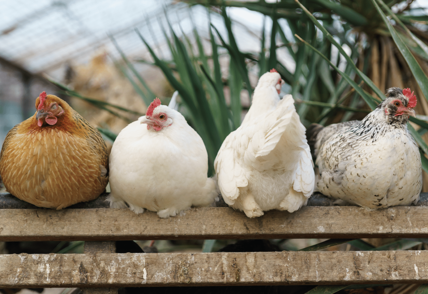 how many laying chickens should i have for a family of 4