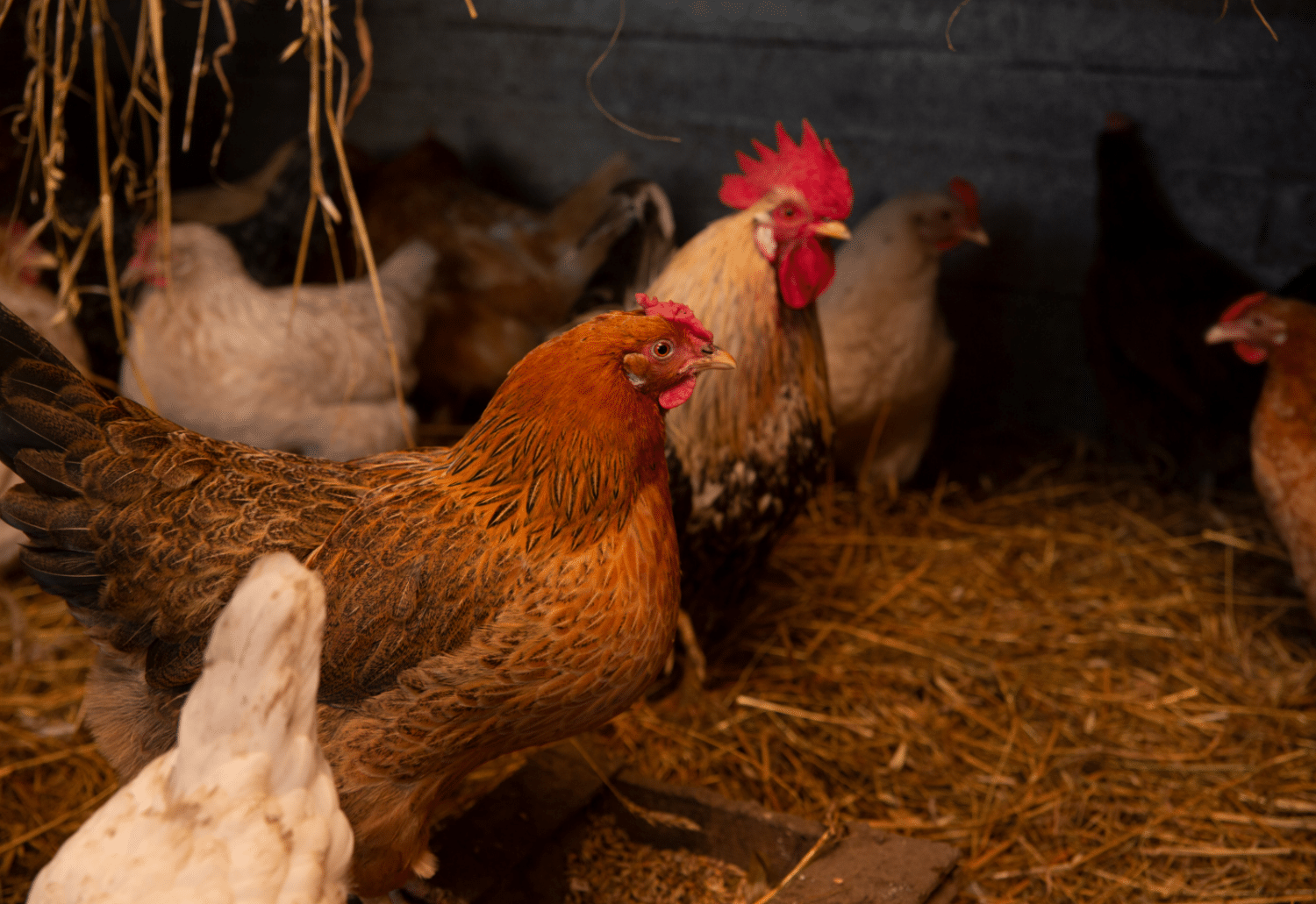 how many laying chickens should i start with