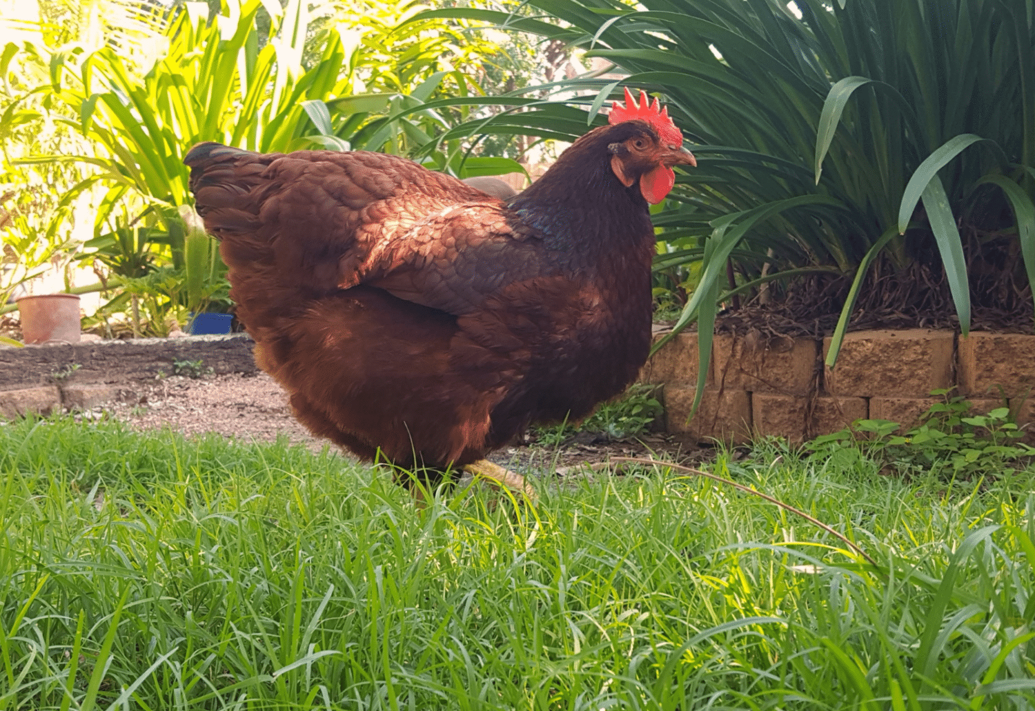 rhode island red popular laying chicken breed in missouri