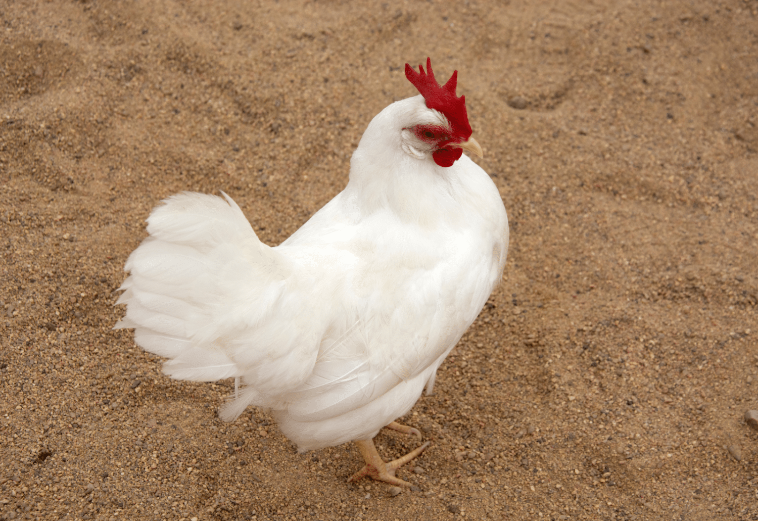 what are the best laying chickens in missouri