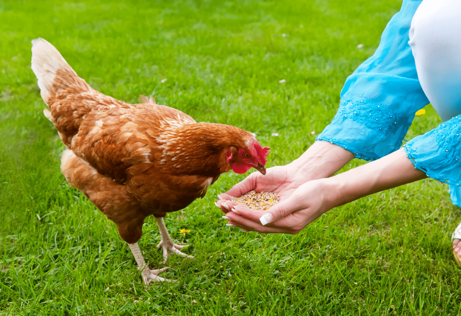 what should feed my laying chickens in missouri